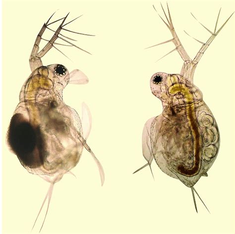Moina (Moina macrocopa) .